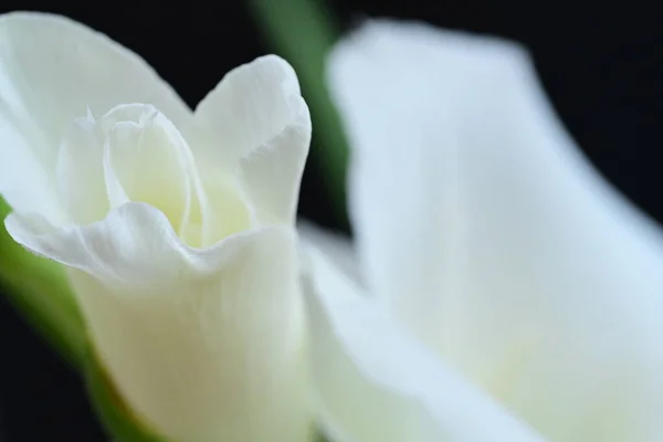 Primer Plano Hermosas Flores Blancas Sobre Fondo Oscuro — Foto de Stock