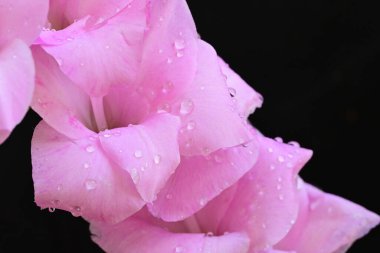 Koyu arkaplandaki güzel pembe çiçekleri kapat.