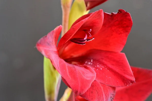 Närbild Vackra Klarröda Blommor — Stockfoto