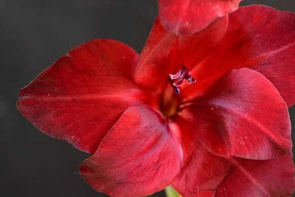 Закрыть Красивые Ярко Красные Цветы — стоковое фото
