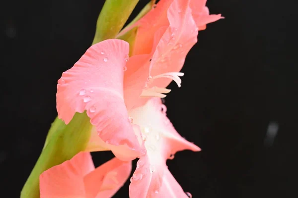 Κοντινό Πλάνο Των Όμορφων Λαμπερών Ροζ Λουλουδιών Σκούρο Φόντο — Φωτογραφία Αρχείου