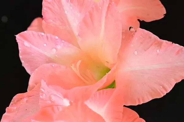 深色背景下美丽明亮的粉红色花朵的密闭 — 图库照片