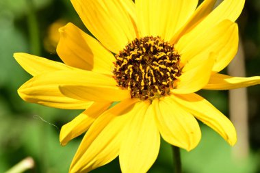 Güzel sarı çiçekler, yakın görüş.