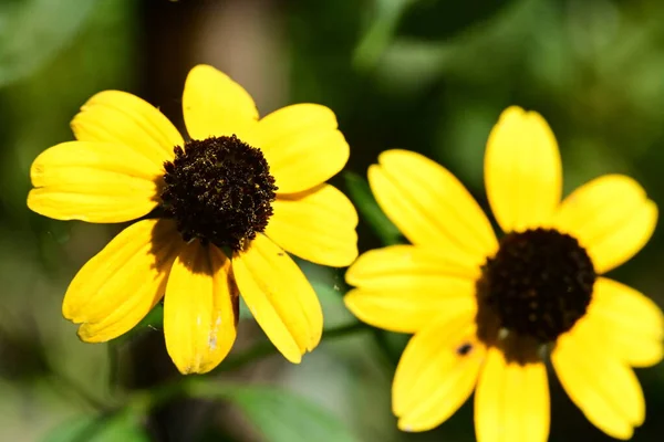 Hermosas Flores Amarillas Vista Cercana — Foto de Stock