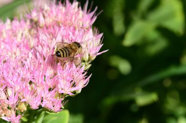 Bahçedeki güzel çiçekleri ve arıları kapat.
