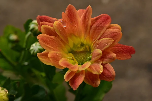 Oranje Bloemen Met Groene Bladeren Tuin — Stockfoto