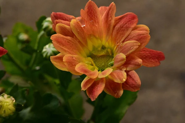Fleurs Orange Avec Des Feuilles Vertes Dans Jardin — Photo