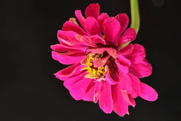 Närbild Vackra Ljusa Rosa Blomma Mörk Bakgrund — Stockfoto