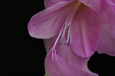 Koyu arkaplanda güzel bir gladiolus çiçeğine yakın dur.