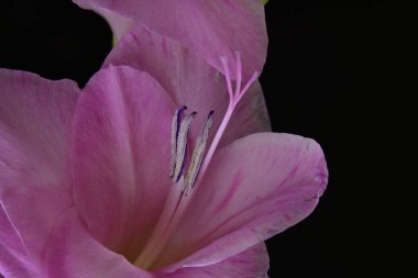 Koyu arkaplanda güzel bir gladiolus çiçeğine yakın dur.