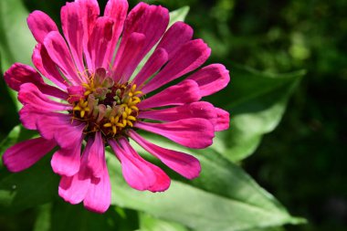 Bahçedeki güzel çiçeğe yaklaş. 