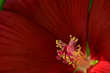 Bahçedeki güzel çiçeğe yaklaş. 