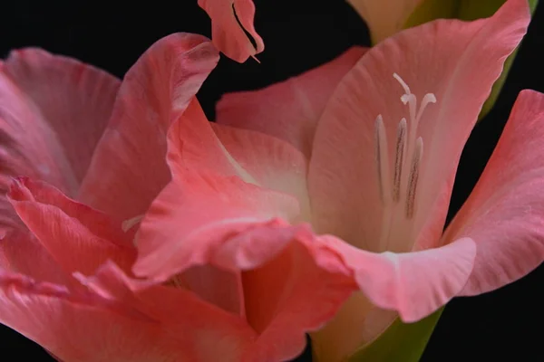 Närbild Vackra Gladiolus Blomma Mörk Bakgrund — Stockfoto