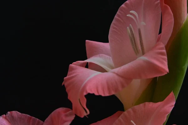 Koyu Arkaplanda Güzel Bir Gladiolus Çiçeğine Yakın Dur — Stok fotoğraf