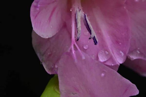 Zbliżenie Piękny Kwiat Gladiolus Ciemnym Tle — Zdjęcie stockowe