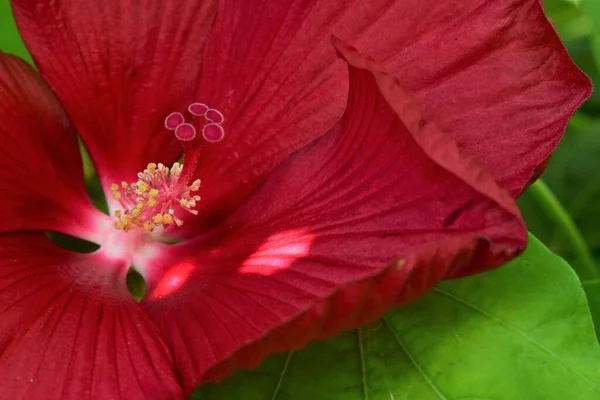 Bahçedeki Güzel Çiçeğe Yaklaş — Stok fotoğraf
