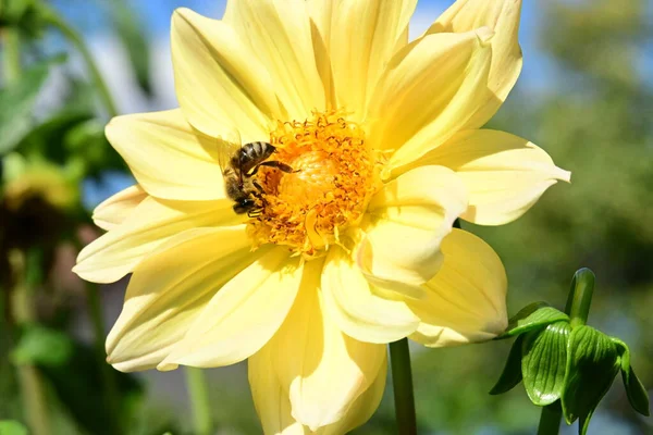 Close Beautiful Flower Bee Garden — стоковое фото