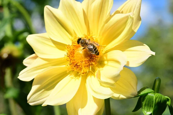 Közel Gyönyörű Virág Méh Kertben — Stock Fotó