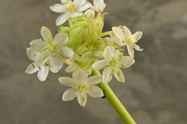 Bahçedeki güzel çiçeğe yaklaş. 