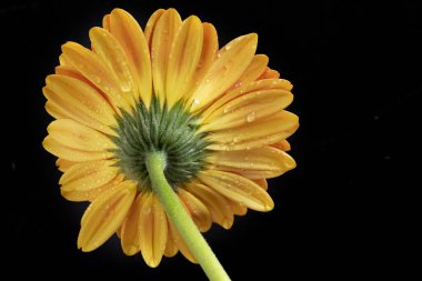 close up of beautiful  gerbera flower on dark background