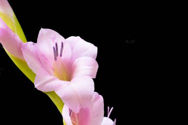 Koyu arkaplanda güzel bir gladiolus çiçeğine yakın dur.