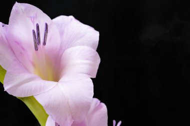 Koyu arkaplanda güzel bir gladiolus çiçeğine yakın dur.