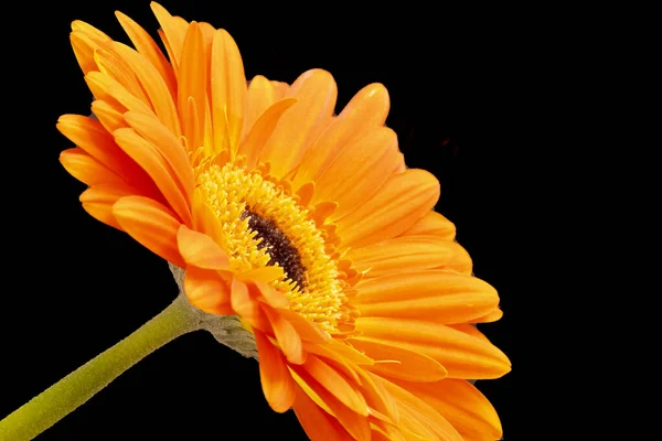 Крупним Планом Красива Квітка Гербери Темному Фоні — стокове фото