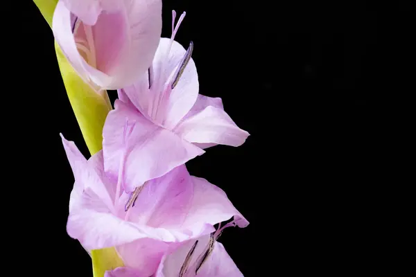 Zblízka Krásné Gladiolus Květ Tmavém Pozadí — Stock fotografie
