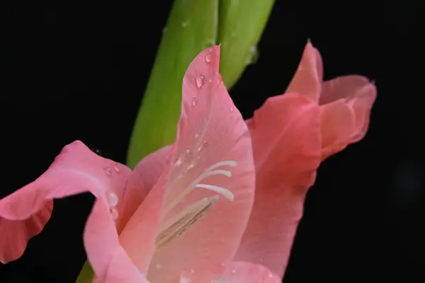 Közeli Ból Gyönyörű Gladiolus Virág Sötét Háttér — Stock Fotó