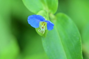 Bahçedeki güzel, parlak ayçiçeğini kapat.  