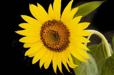 Koyu arkaplandaki güzel parlak ayçiçeğini kapat