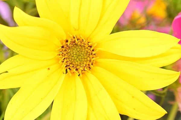 在花园里把美丽而明亮的向日葵闭合在一起 — 图库照片