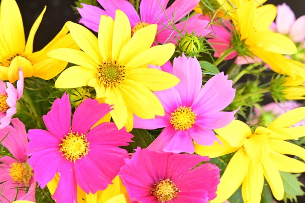 Close Beautiful Bright Sunflowers — Stock Photo, Image