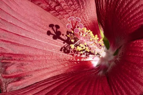 Nahaufnahme Von Schönen Hellen Sonnenblumen Garten — Stockfoto