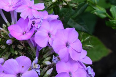 Bahçedeki güzel çiçekler