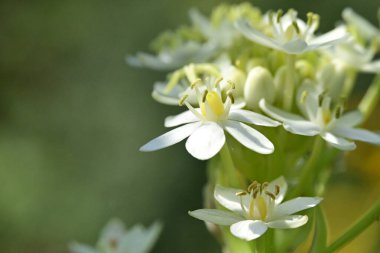 Güzel, parlak ayçiçeklerine yakın 