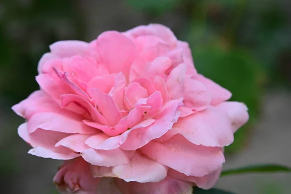 Розовый Цветок Розы Закрыть — стоковое фото