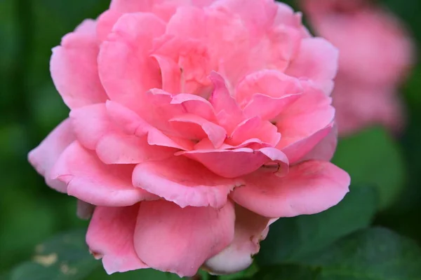 Розовый Цветок Розы Закрыть — стоковое фото