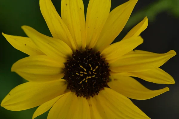 Close Beautiful Bright Sunflower Garden — Stock Photo, Image