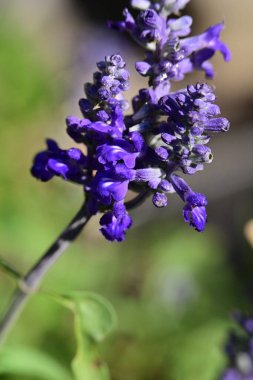 Bahçedeki güzel, parlak ayçiçeğini kapat.  