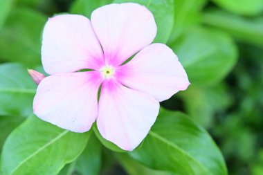 Bahçedeki güzel, parlak ayçiçeğini kapat.  