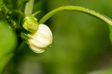 Bahçedeki güzel, parlak ayçiçeğini kapat.  