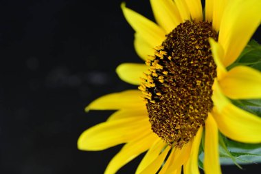 Koyu arkaplandaki güzel parlak ayçiçeğini kapat