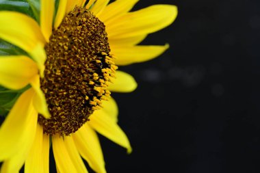 Koyu arkaplandaki güzel parlak ayçiçeğini kapat