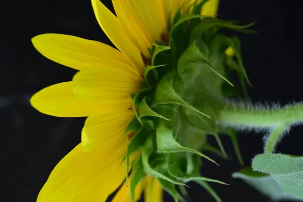 Nahaufnahme Von Schönen Hellen Sonnenblumen Auf Dunklem Hintergrund — Stockfoto