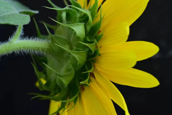 Nahaufnahme Von Schönen Hellen Sonnenblumen Auf Dunklem Hintergrund — Stockfoto