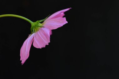 Koyu arkaplanda parlak, güzel bir alta yakın.