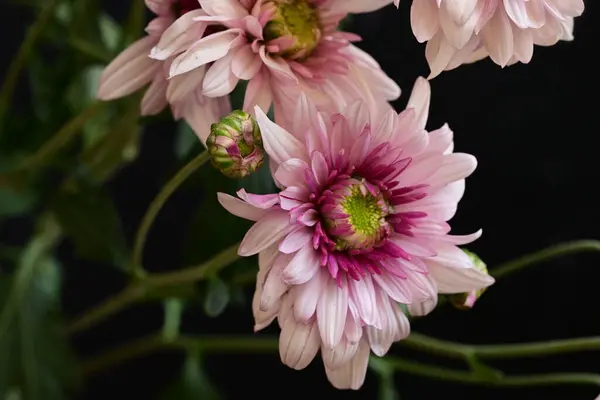 Primer Plano Hermosos Crisantemos Brillantes Sobre Fondo Oscuro — Foto de Stock