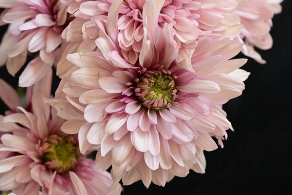 Close Beautiful Bright Chrysanthemums Dark Background — Stock Photo, Image