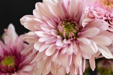 Koyu arkaplandaki güzel, parlak kasımpatıları kapat.